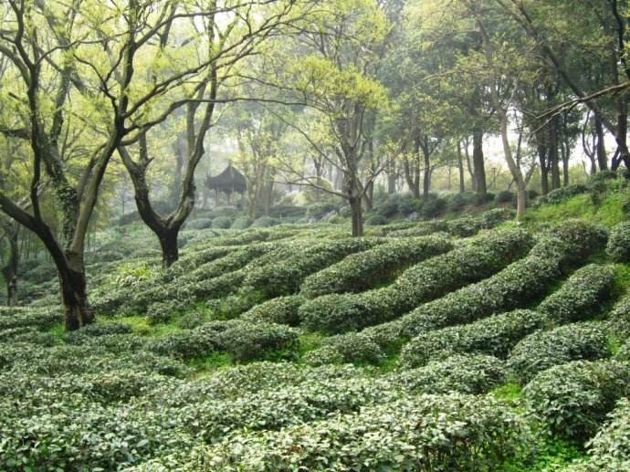 商标被抢注,虎丘"白云茶"商标何时能重回原产地?