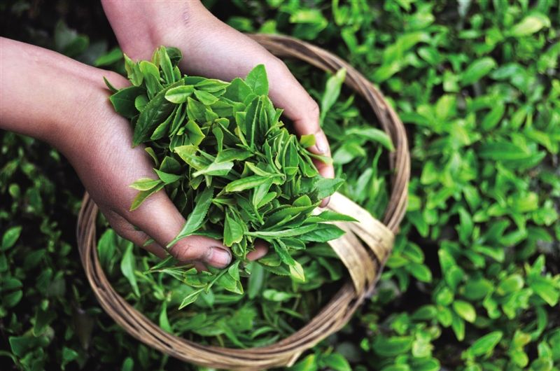 “安康富硒茶”商标注册成功 获得地理标志证明商标