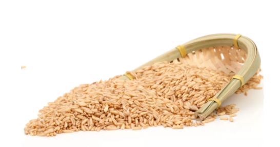 圣麦105小麦品种简介图片